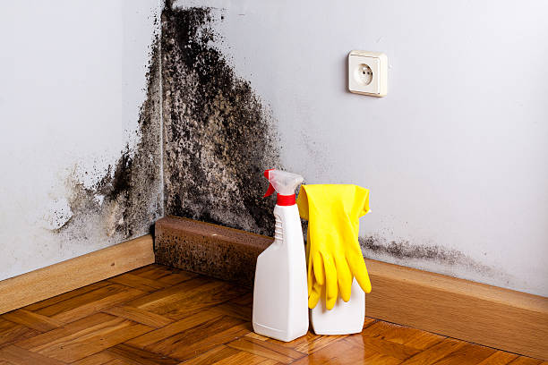 Best Toxic Mold Removal  in Cocoa Beach, FL